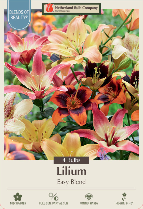 Netherland Bulb Company Lilium 'Easy Blend'