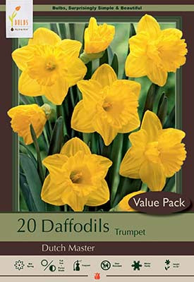 Netherland Bulb Company Trumpet Daffodil Narcissus 'Dutch Master'