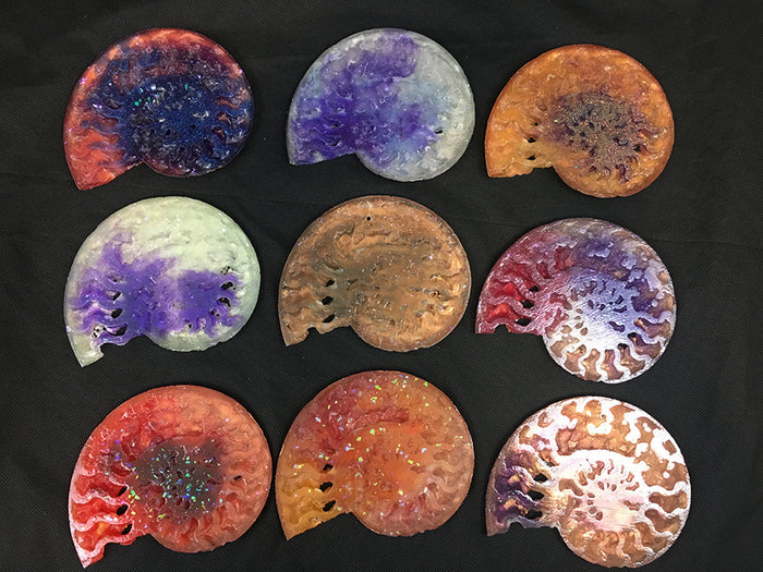 CAST AMMONITE- GLOW IN THE DARK