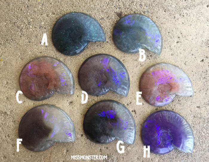 CAST URETHANE GLOW IN THE DARK AMMONITE