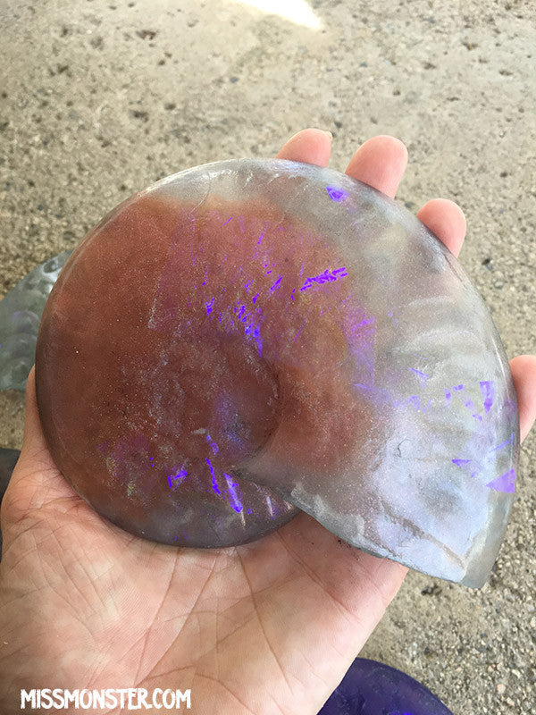 CAST URETHANE GLOW IN THE DARK AMMONITE