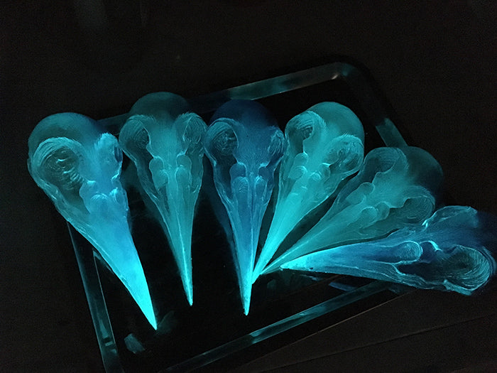 CRYSTAL CROW CREATURE SKULL WALL SCULPTURE- GLOW IN THE DARK
