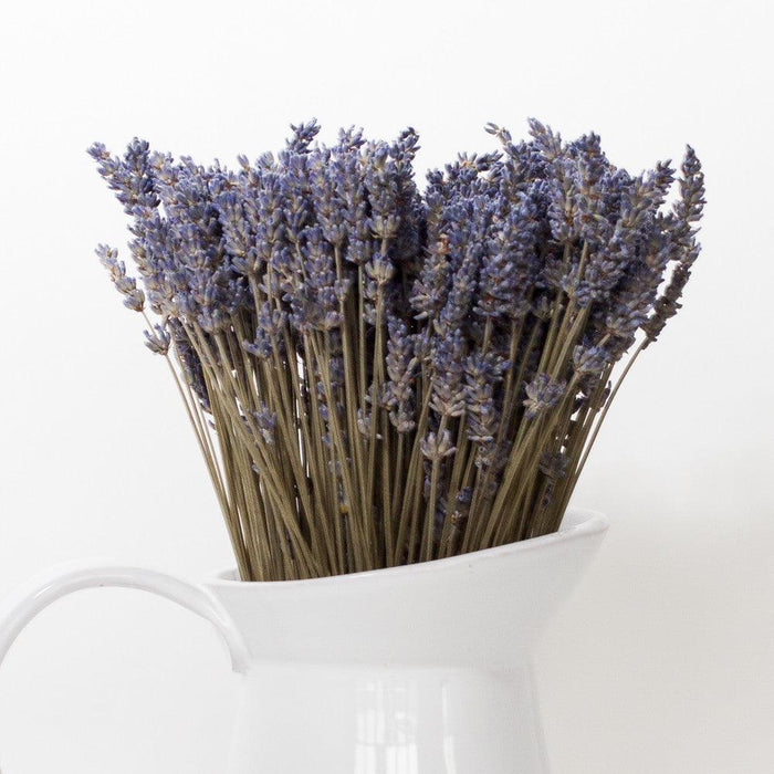 Clsoeup on the dried lavender bundles in vase on white background