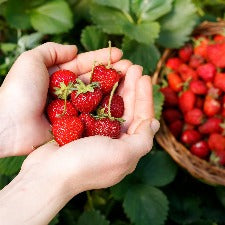 Fragrance Oil - Fresh Picked Strawberry (BBW Dupe) (bulk)