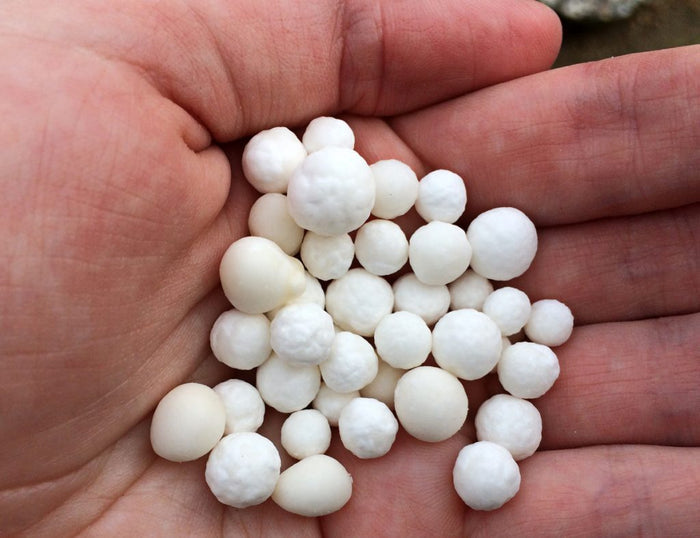 Gum Bits Natural Horse Chewing Gum