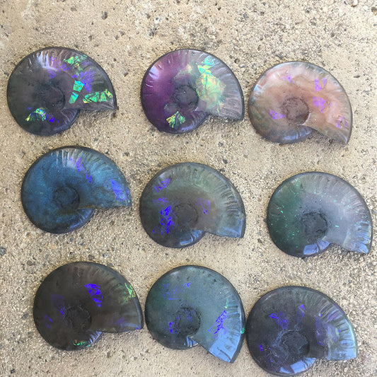 HUGE CAST AMMONITE- GLOW IN THE DARK