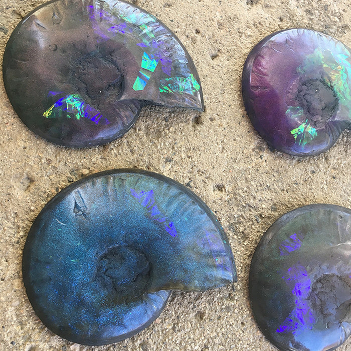 HUGE CAST AMMONITE- GLOW IN THE DARK