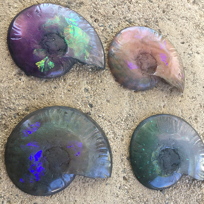 HUGE CAST AMMONITE- GLOW IN THE DARK