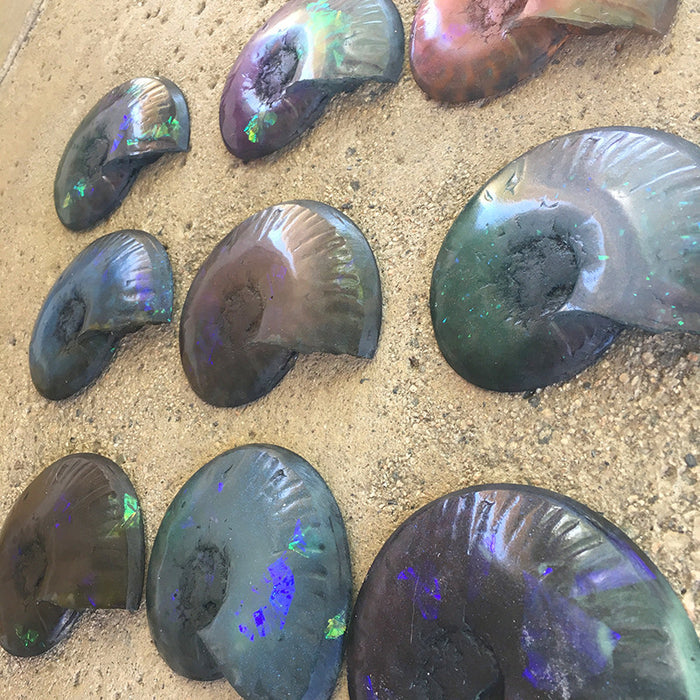 HUGE CAST AMMONITE- GLOW IN THE DARK