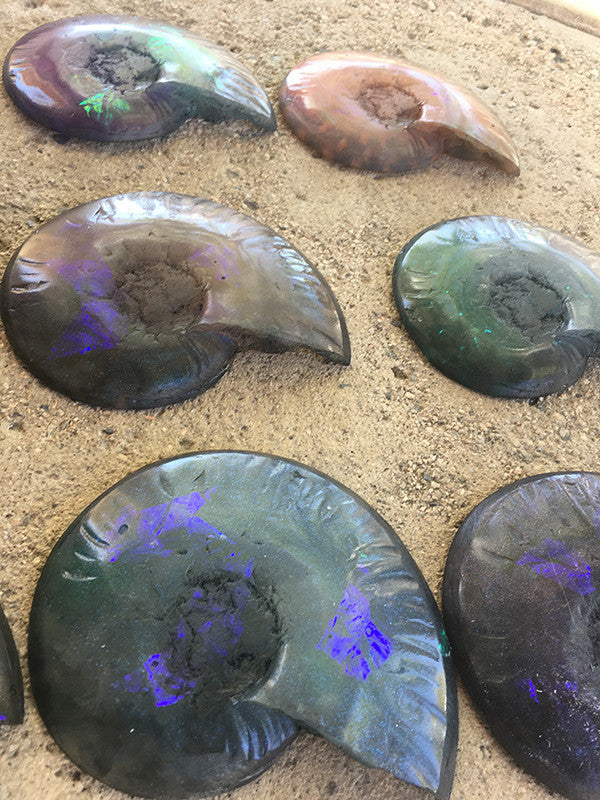 HUGE CAST AMMONITE- GLOW IN THE DARK