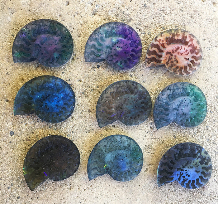 HUGE CAST AMMONITE- GLOW IN THE DARK