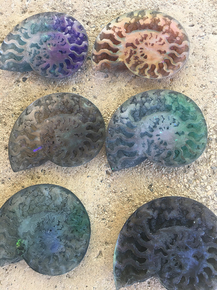 HUGE CAST AMMONITE- GLOW IN THE DARK