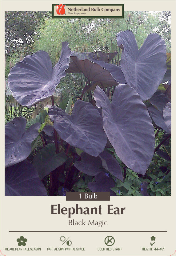 Netherland Bulb Company Elephant Ear 'Black Magic'