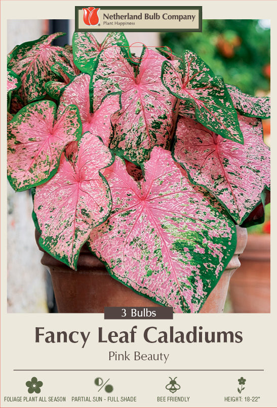 Netherland Bulb Company Fancy Leaf Caladiums - Pink Beauty