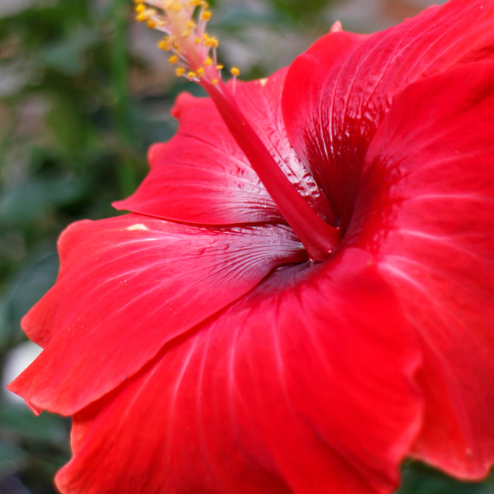 Red Hibiscus & Acai Fragrance Oil 359