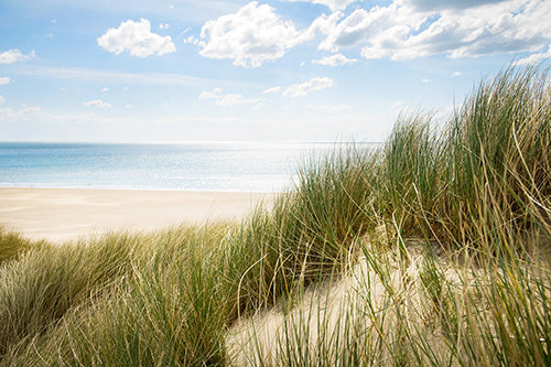 Sea Grass & Sand Dunes Fragrance Oil 16099